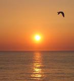The Sunset Bird
