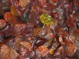 Wet Leaves in December.jpg