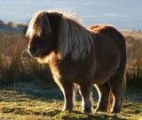 A Dartmoor Pony in Winter