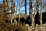 Kes Tor Rock through the trees