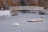 Swan in the ice
