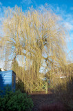 Willow Tree in the morning sun 1.jpg