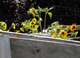 Sunflowers among the Corrals