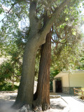 12. Dancing Oak and Redwoods