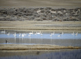 9. Swans a Swimming...