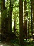 Jedidiah Smith Redwoods