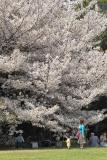 cherry blossom 2005 11