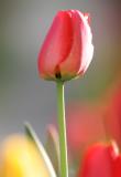 Solo Tulip II.jpg