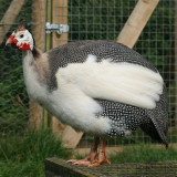 Butts Farm