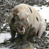 Gloucester Old Spot Pig