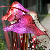 Magic Mushrooms, Tyntesfield