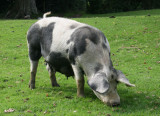 New Forest Pig