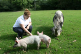 New Forest Piglets
