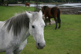 New Forest Ponies - Beaulieu