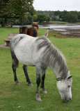 New Forest Ponies - Beaulieu