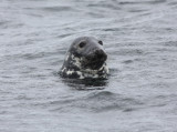 Grey Seal