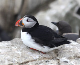 Atlantic Puffin