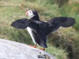 Atlantic Puffin