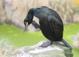 Shag