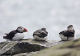 Atlantic Puffins