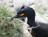 Shag