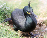 Shag
