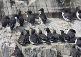 Guillemot