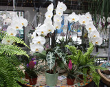 Flower Market, Place Louise Lepine