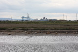 Seals Near Seal Sands
