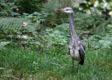 Herron, Wallington Hall Gardens