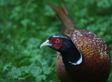 Pheasant, Wallington Hall Gardens