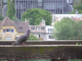 Pigeon at Buda Castle (AB)