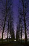 Starlit Tree Path