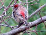 House Finch - braving the cold
