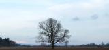 field_tree_1.jpg