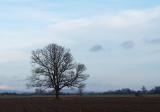 field_tree_2.jpg