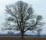 field_tree_3.jpg