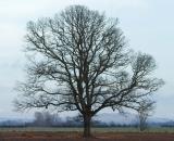 field_tree_4.jpg