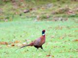 pheasant.jpg