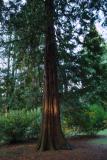 tree_1.jpg