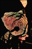 california paleolithic cave-painting discovered: confounds previous theories