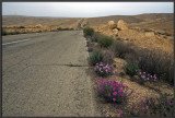 Flowers in the wilderness