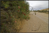 Desert shrubs