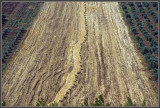 Fields of Deir Hana, Galilee Israel