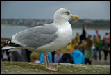 saint_malo