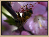 Purple honeydew