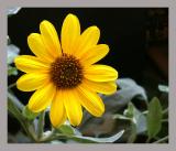 Sunflower_Sr3.jpg