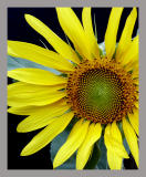 SunFlower_CloseUp3.jpg