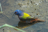 Painted Bunting 4