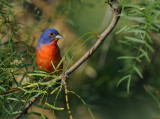 Painted Bunting 1